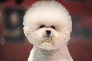 Собачка бишон фризе