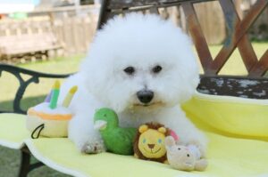Бишон с игрушками