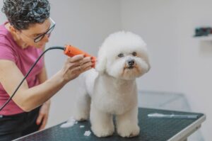Бишон фризе – груминг