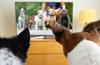 Собаки смотрит телевизор