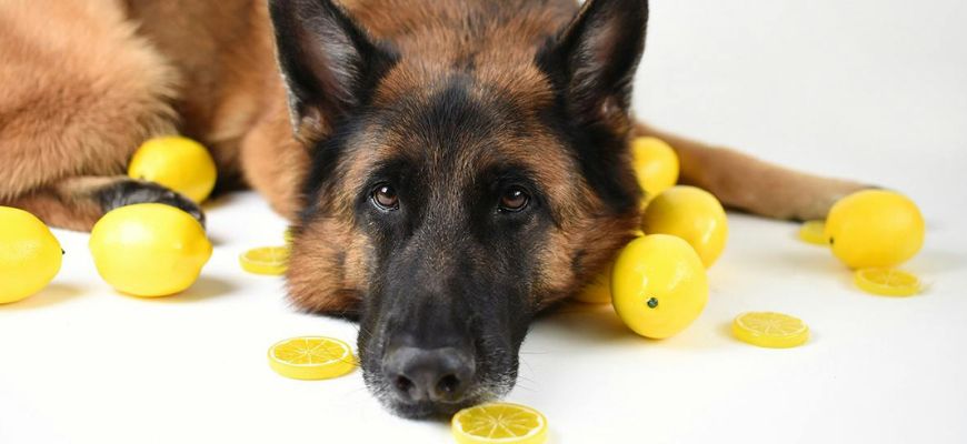 Можно ли собакам лимон