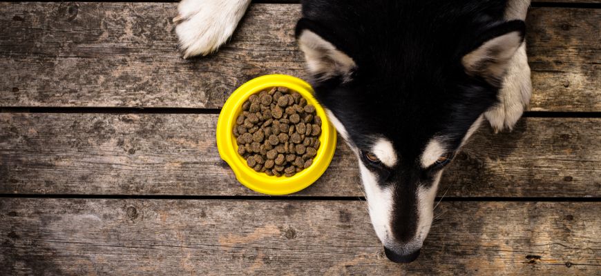 Можно ли взрослой собаке корм для щенков