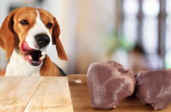 Можно ли собакам свиное сердце