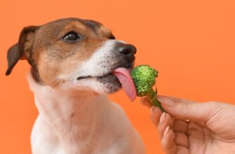 Можно ли собакам брокколи
