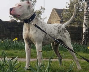 Гуль-донг: описание собаки