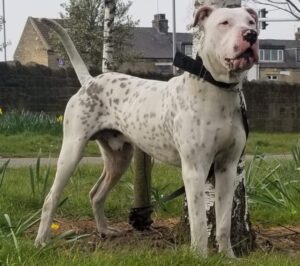 Собака пакистанский гуль-донг