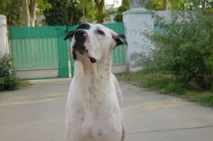 Собака пакистанский бульдог