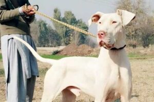 Собака гуль-донг