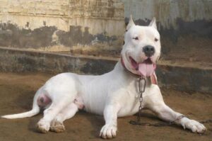 Пакистанский бульдог