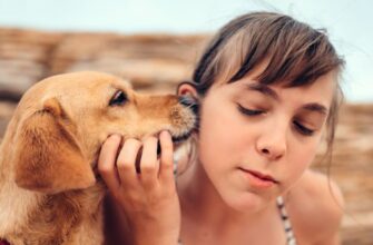 Почему собака лижет уши хозяину