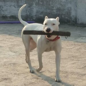 Собака гуль-донг