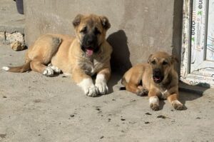 Щенки гурдбасара Гурдбасар щенки