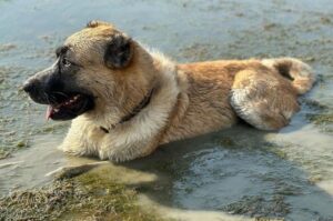 Гурдбасар Азербайджанский гурдбасар