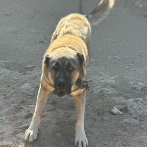 Азербайджанский гурдбасар Азербайджанский волкодав