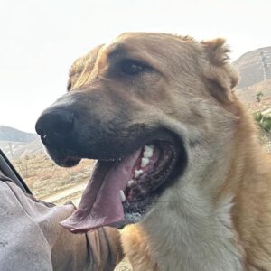 Азербайджанский волкодав гурдбасар Гурдбасар