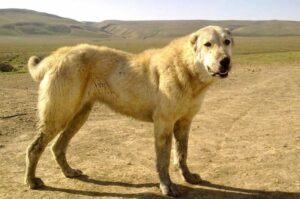 Азербайджанская степная овчарка Азербайджанская овчарка