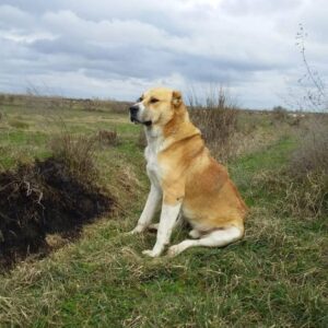 Собака гурдбасар Гурдбасар