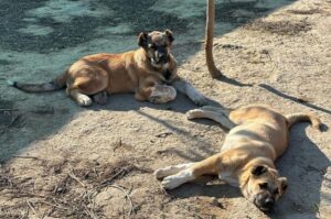 Азербайджанские гурдбасары Гурдбасары