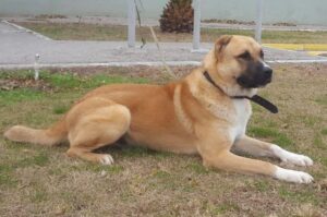 Гурдбасар Азербайджанский алабаш