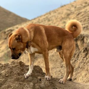 Азербайджанский гурдбасар Гурдбасар