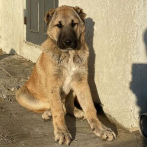 Собака гурдбасар Азербайджанская собака гурдбасар