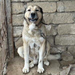 Азербайджанский волкодав Волкодав гурдбасар