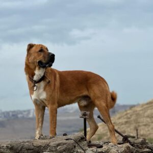 Азербайджанская овчарка Азербайджанская овчарка гурдбасар